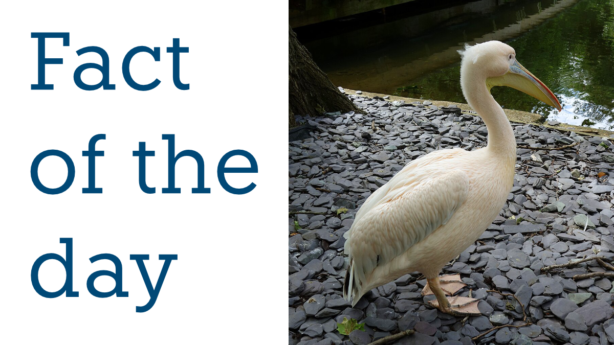 A pelican in St James’s Park London on 29 May 2024. | Credit: Daderot