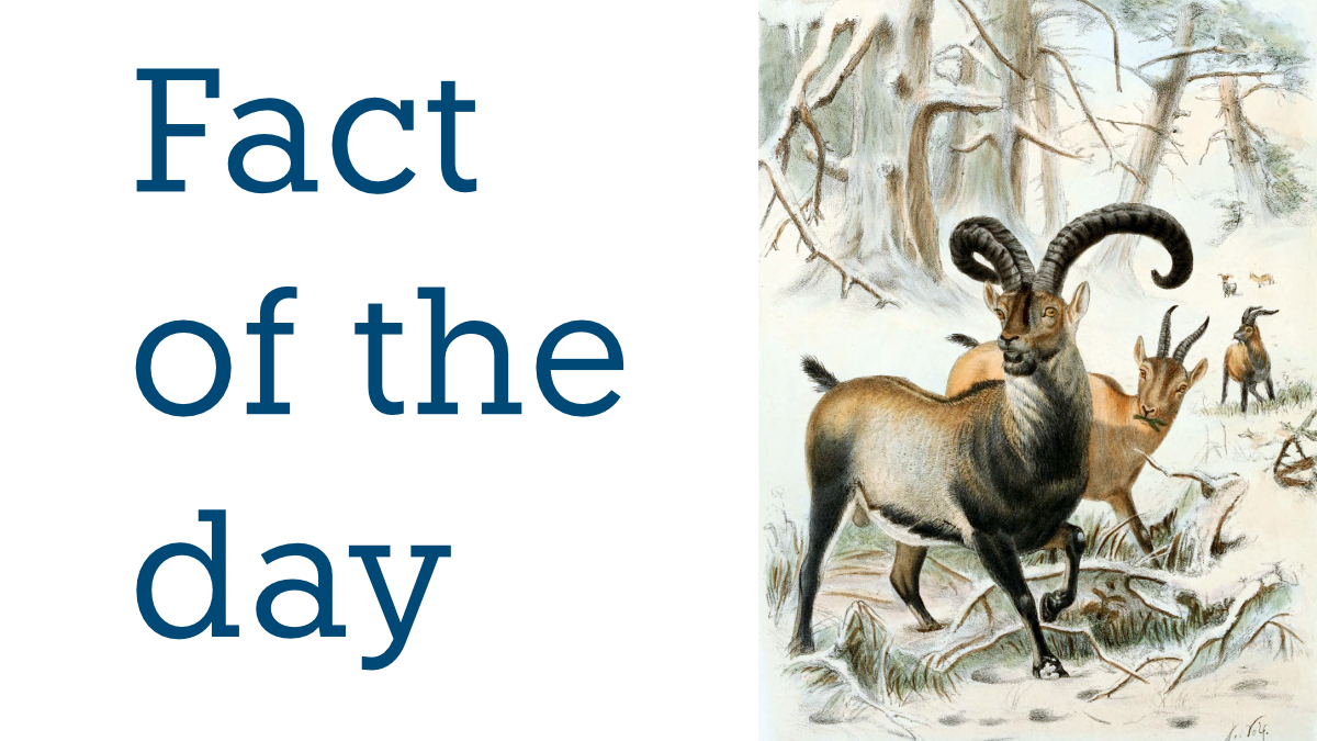 An illustration of a Pyrenean Ibex from the book ‘Wild oxen, sheep & goats of all lands, living and extinct’ (1898) by Richard Lydekker.
